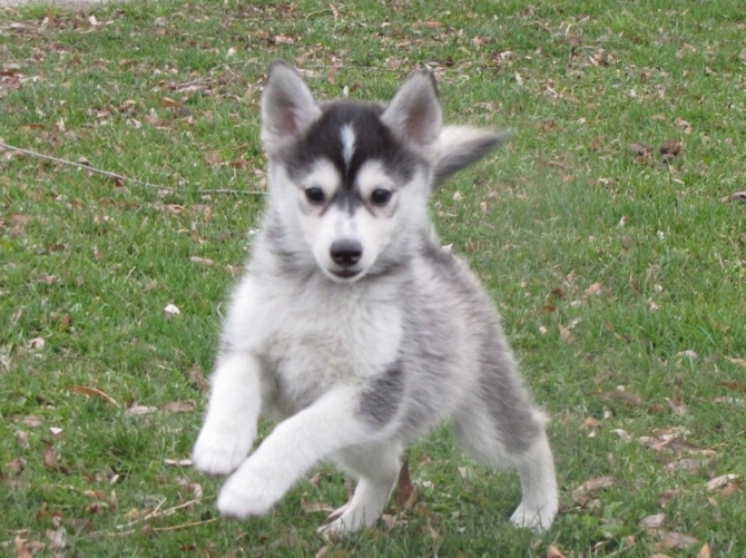 Male And Female Pomsky Puppies Available 
